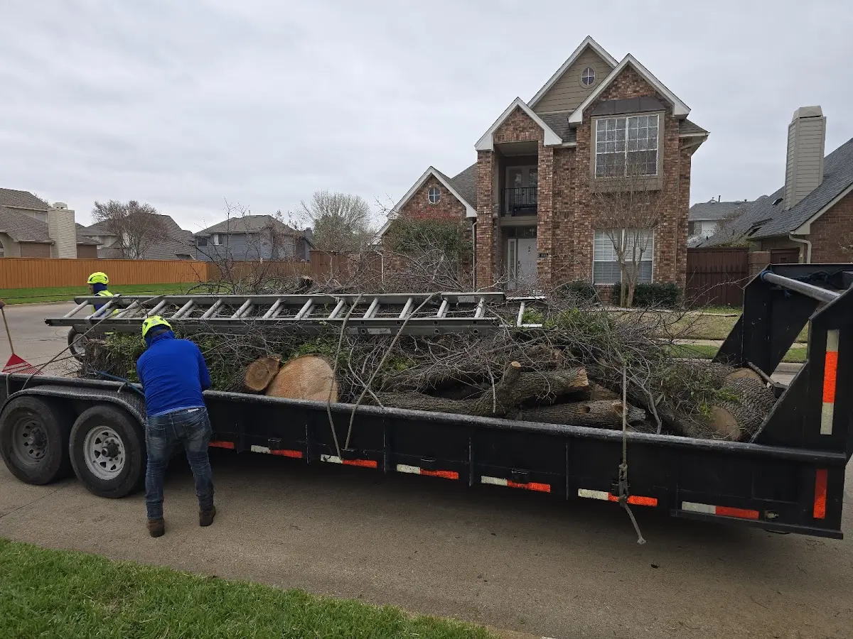 Expert Tree Fertilization with proper safety equipment in Dollar Bay